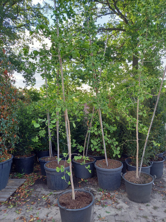 Ginkgo Biloba japanse notenboom
