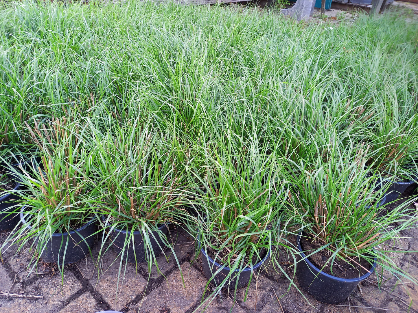 Pennisetum Hameln lampenpoetsergras