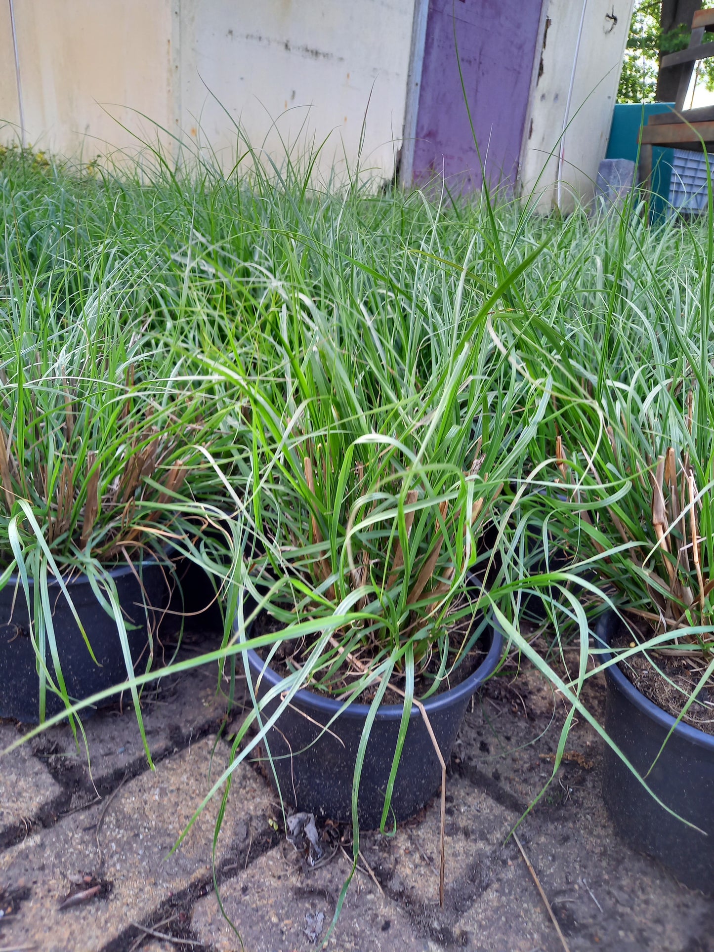 Pennisetum Hameln lampenpoetsergras