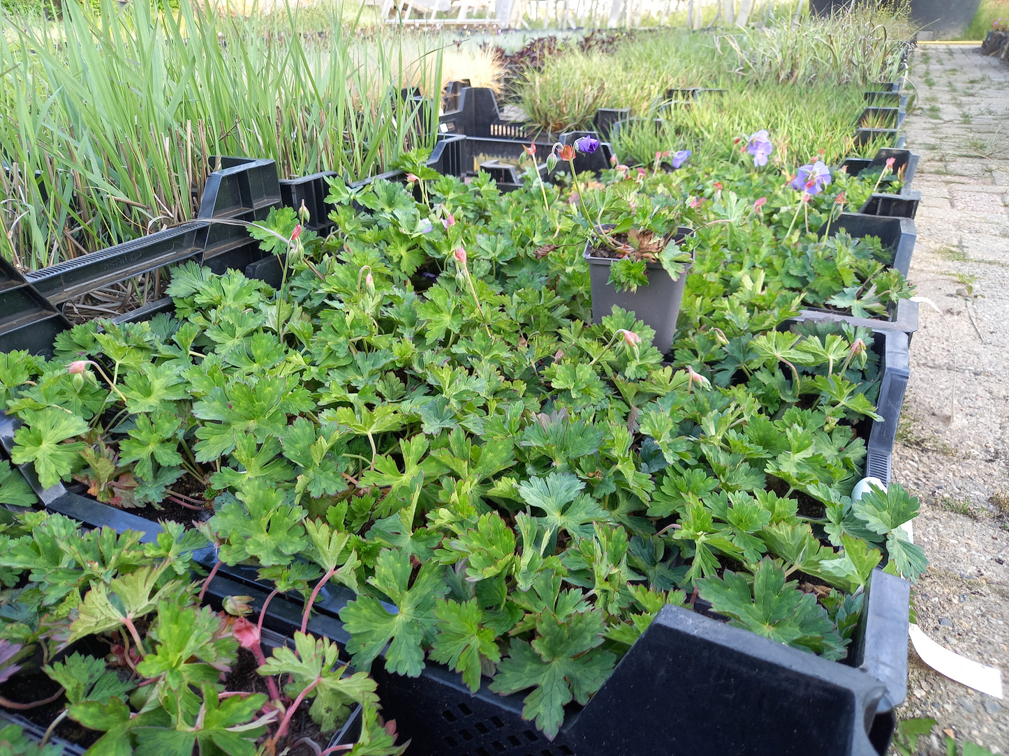 Geranium Rozanne