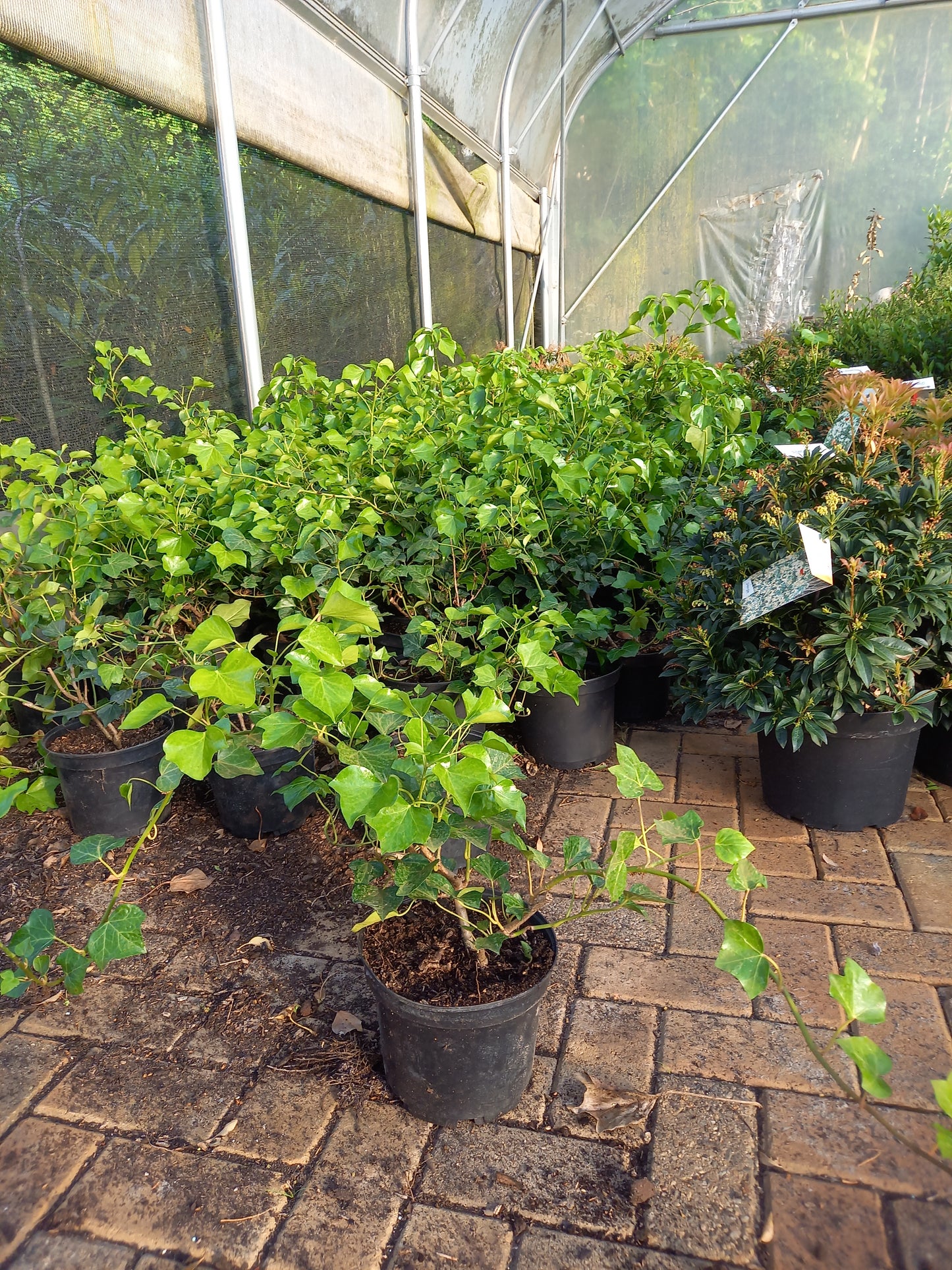 Klimop Hedera helix Arborea compacta