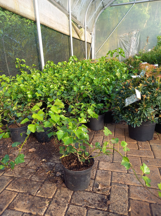 Klimop Hedera helix Arborea compacta