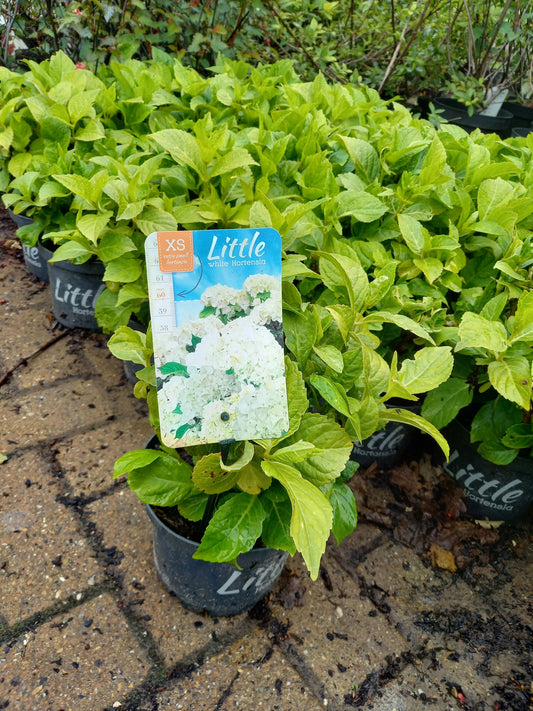Kleinblijvende hortensia Wit