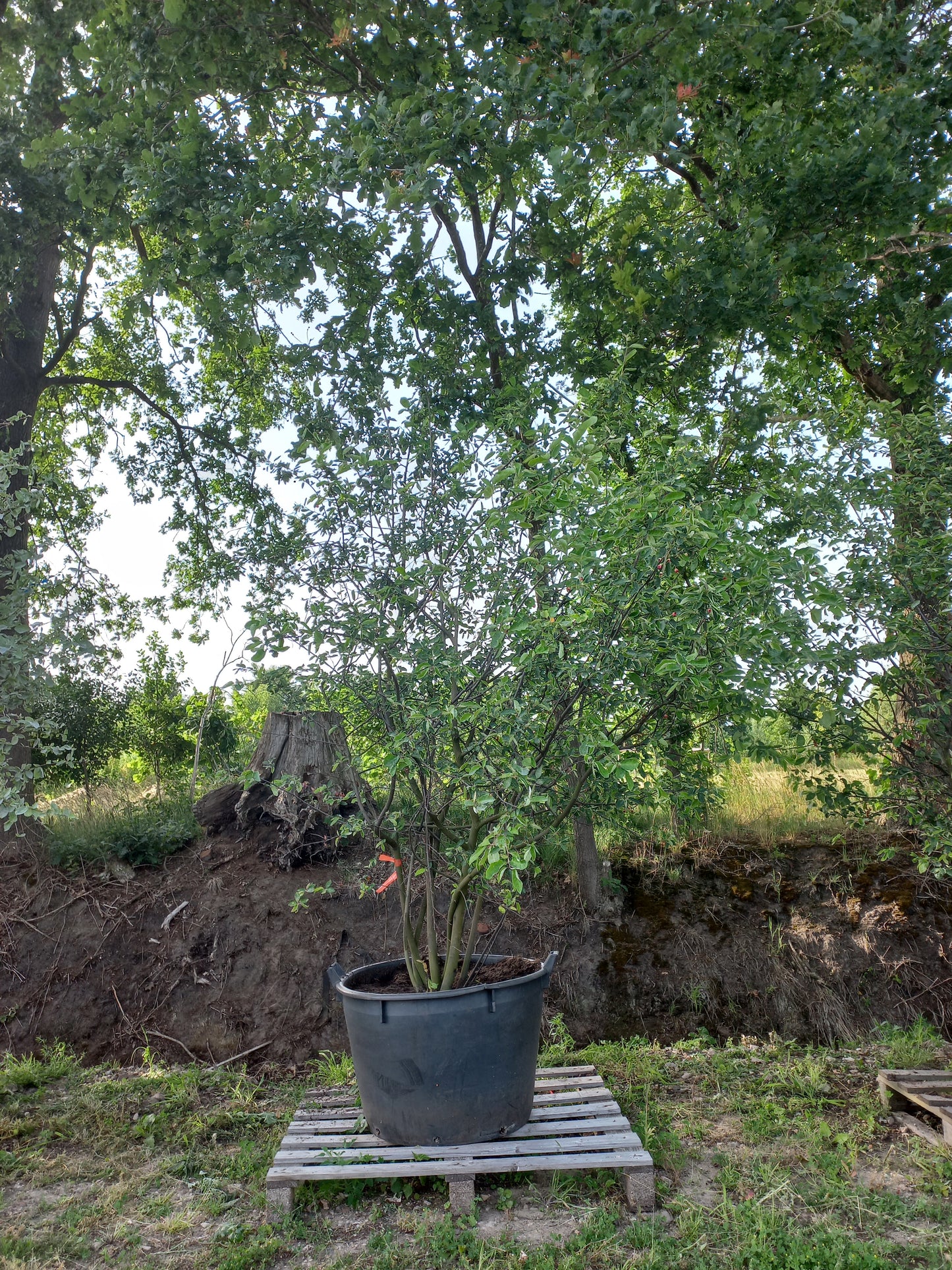 Amenlanchier Lamarckii krentenboom