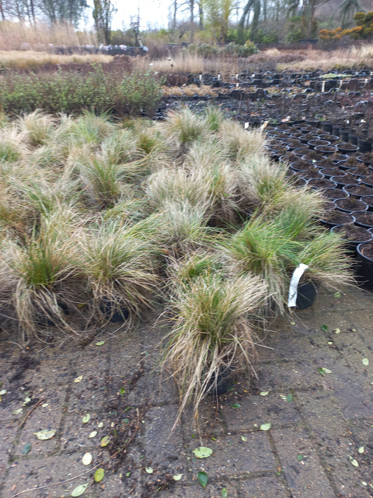 Festuca glauca Blue select