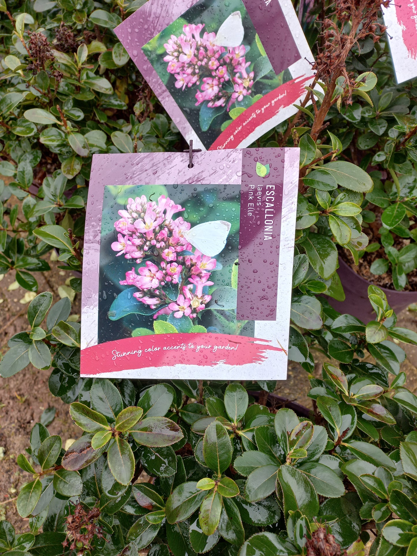 Escallonia laevis Pink Elle
