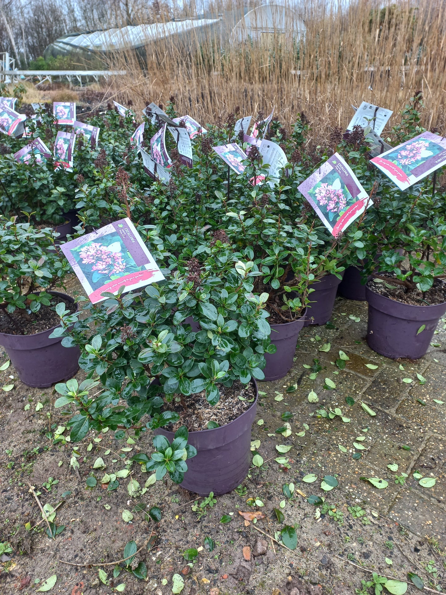 Escallonia laevis Pink Elle