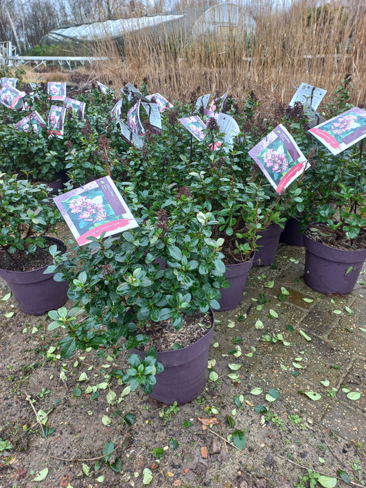 Escallonia laevis Pink Elle