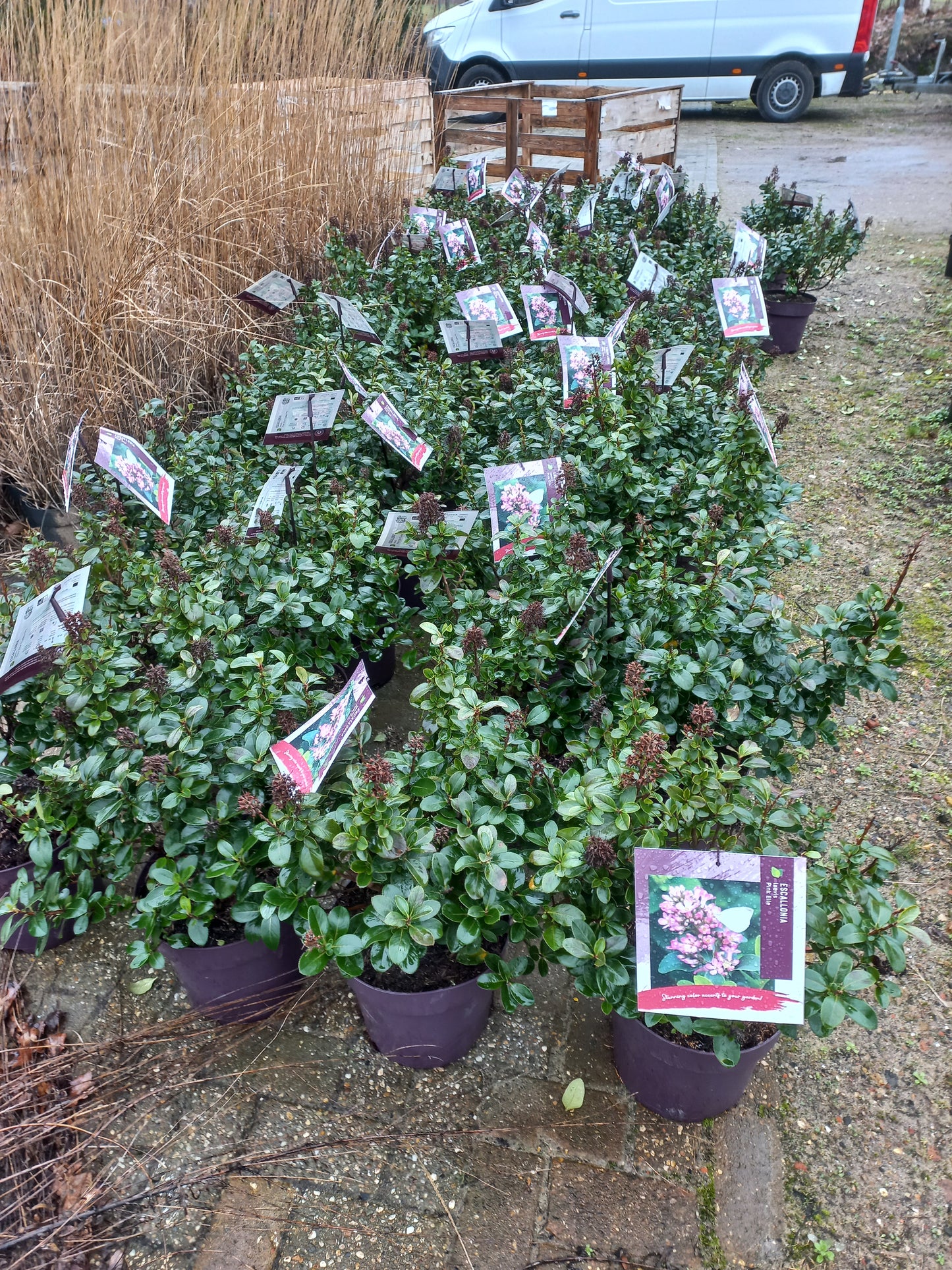 Escallonia laevis Pink Elle