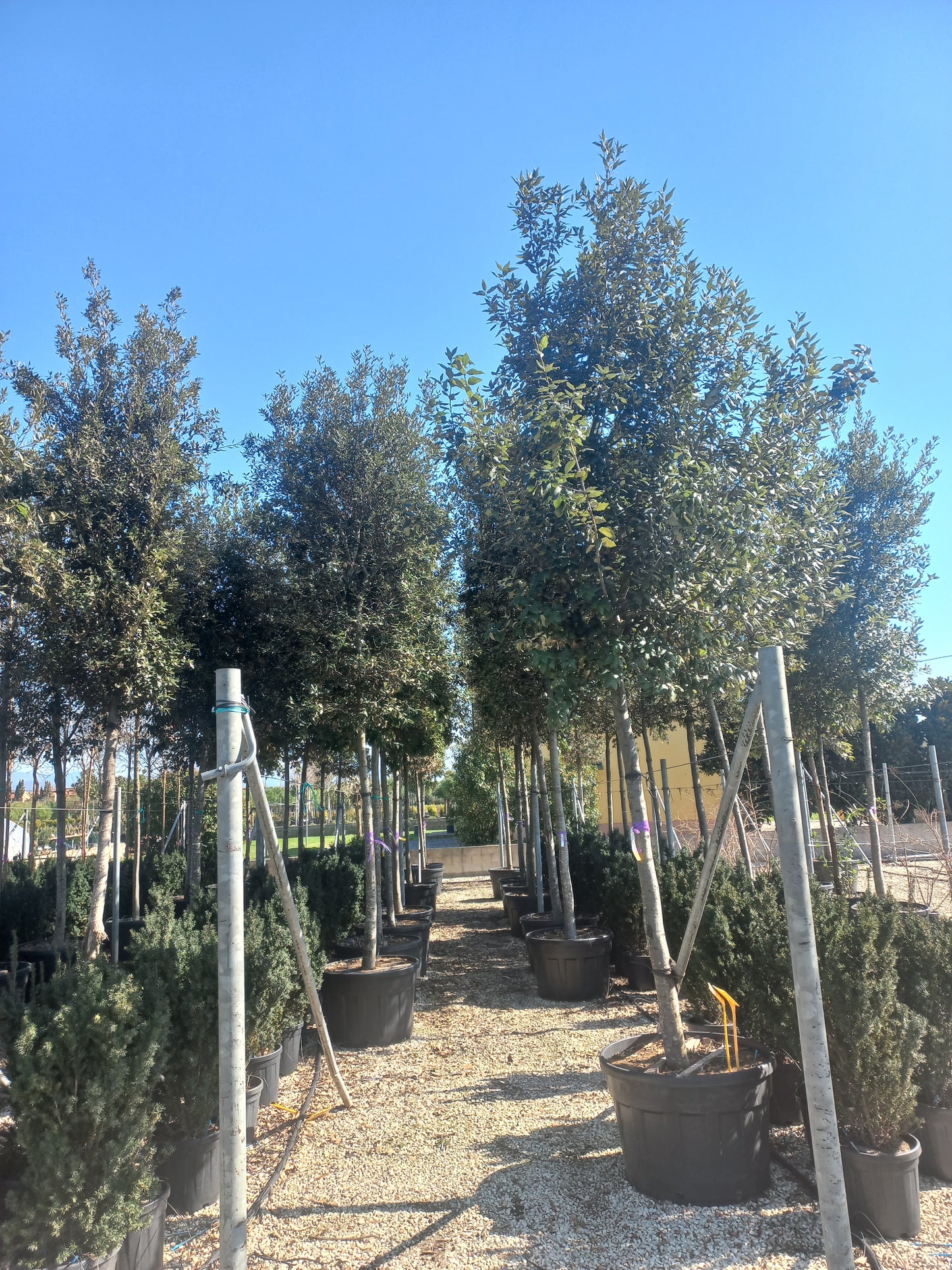 Quercus Ilex hoogstam groenblijvende steeneik