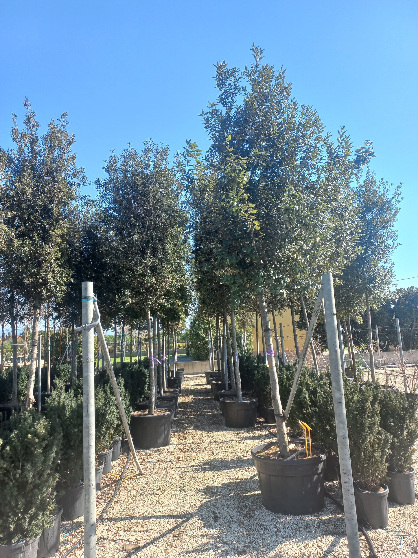 Quercus Ilex hoogstam groenblijvende steeneik