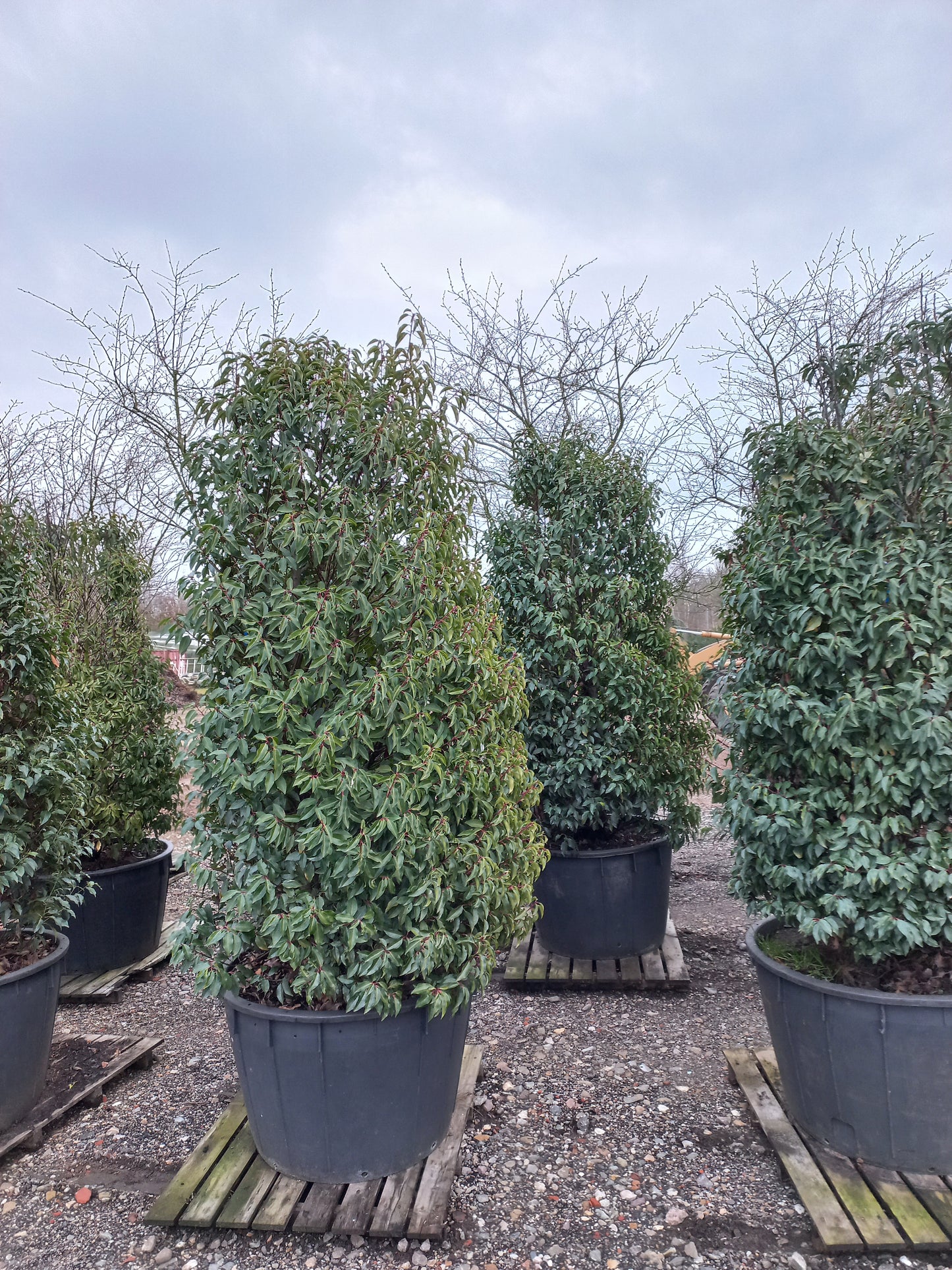 Prunus Lusicanica Angustifolia laurier