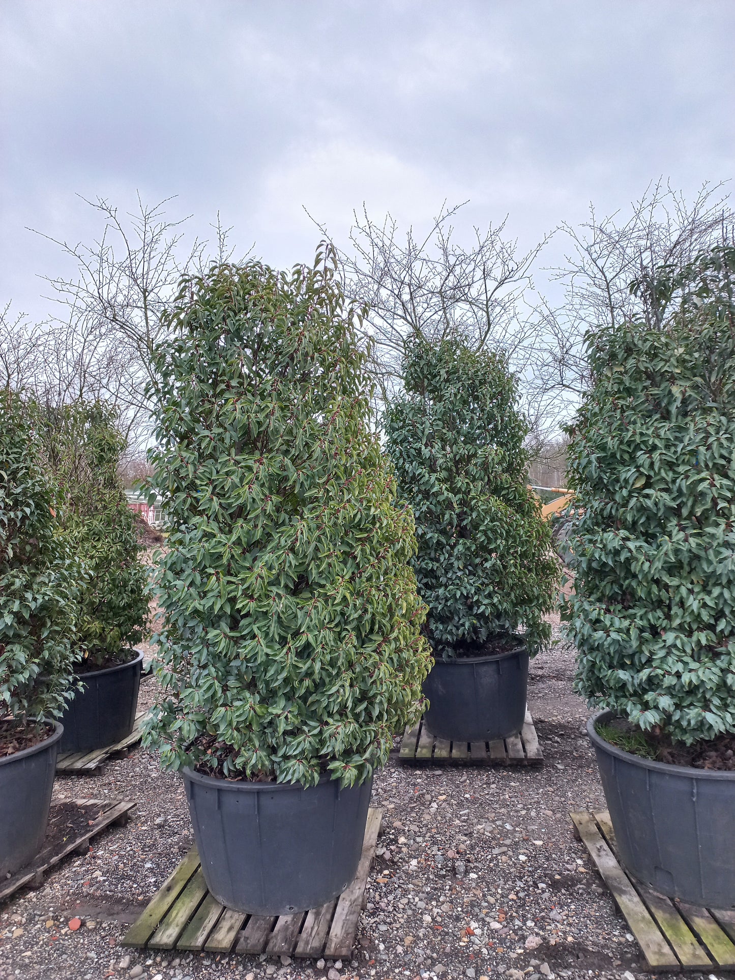 Prunus Lusicanica Angustifolia laurier