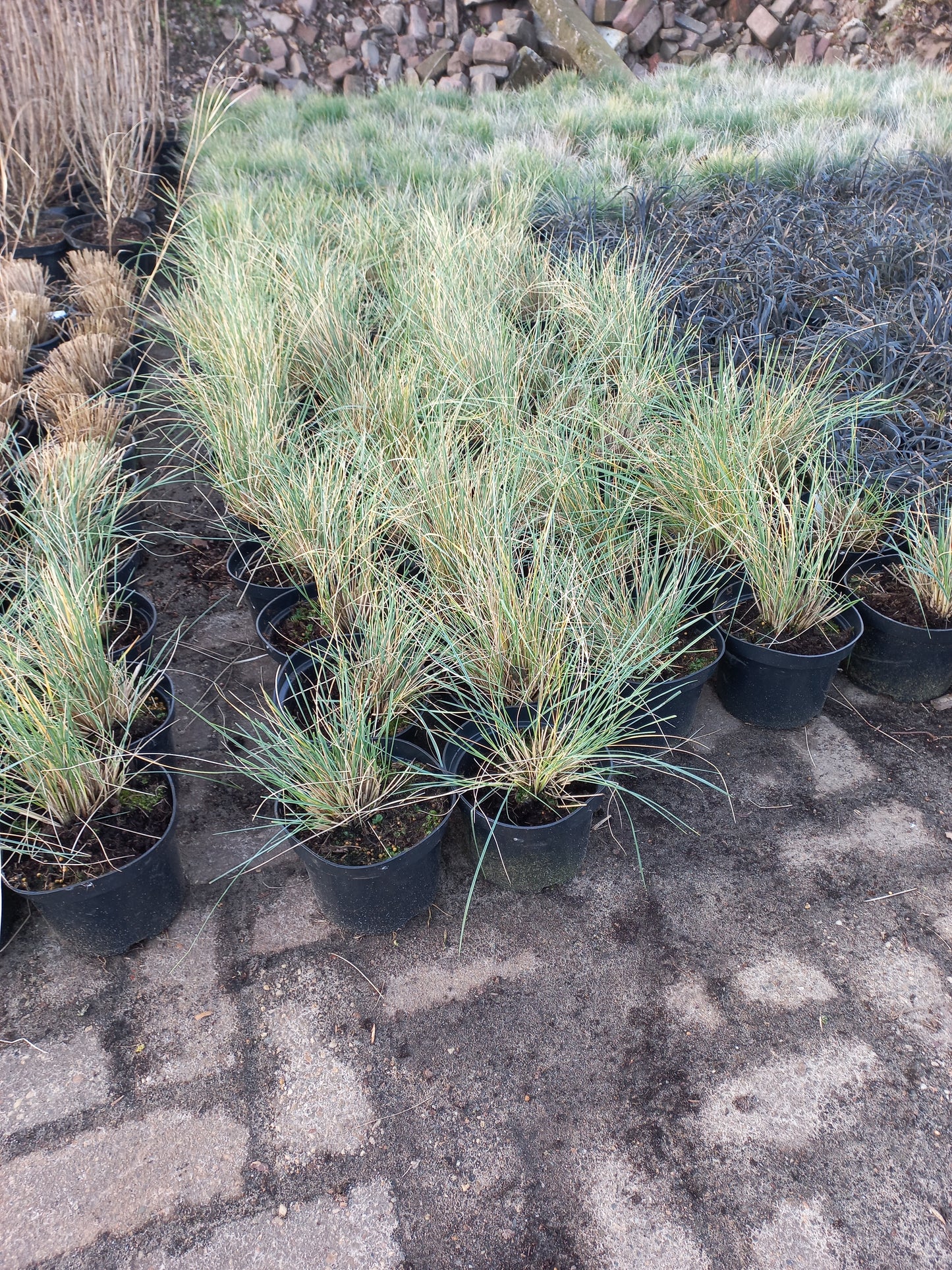 Helicontrichon Sempervirens