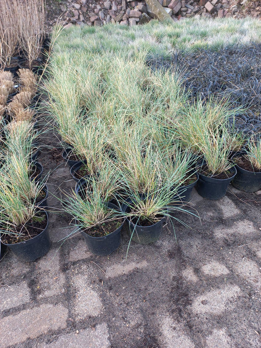 Helicontrichon Sempervirens