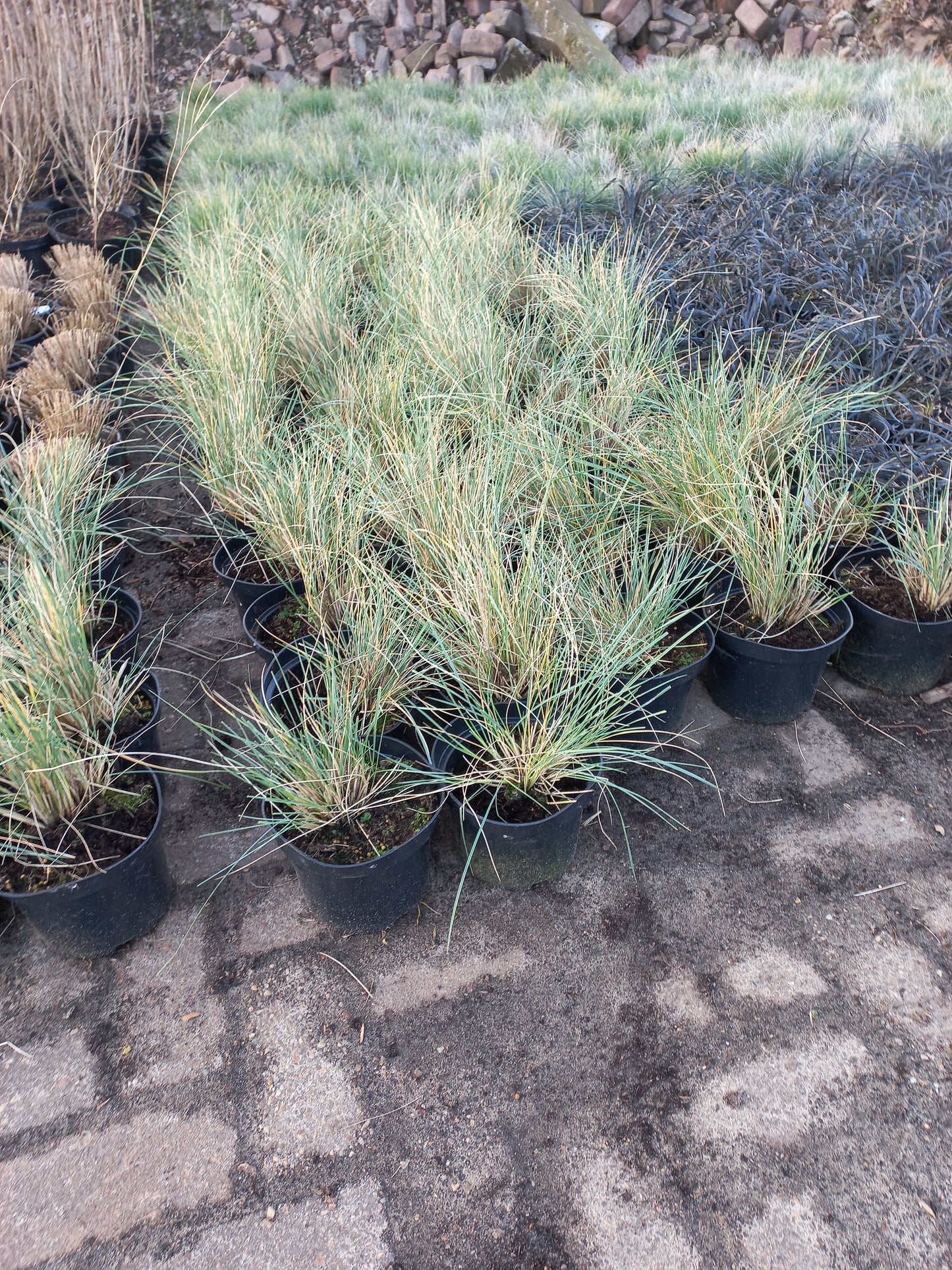 Helicontrichon Sempervirens