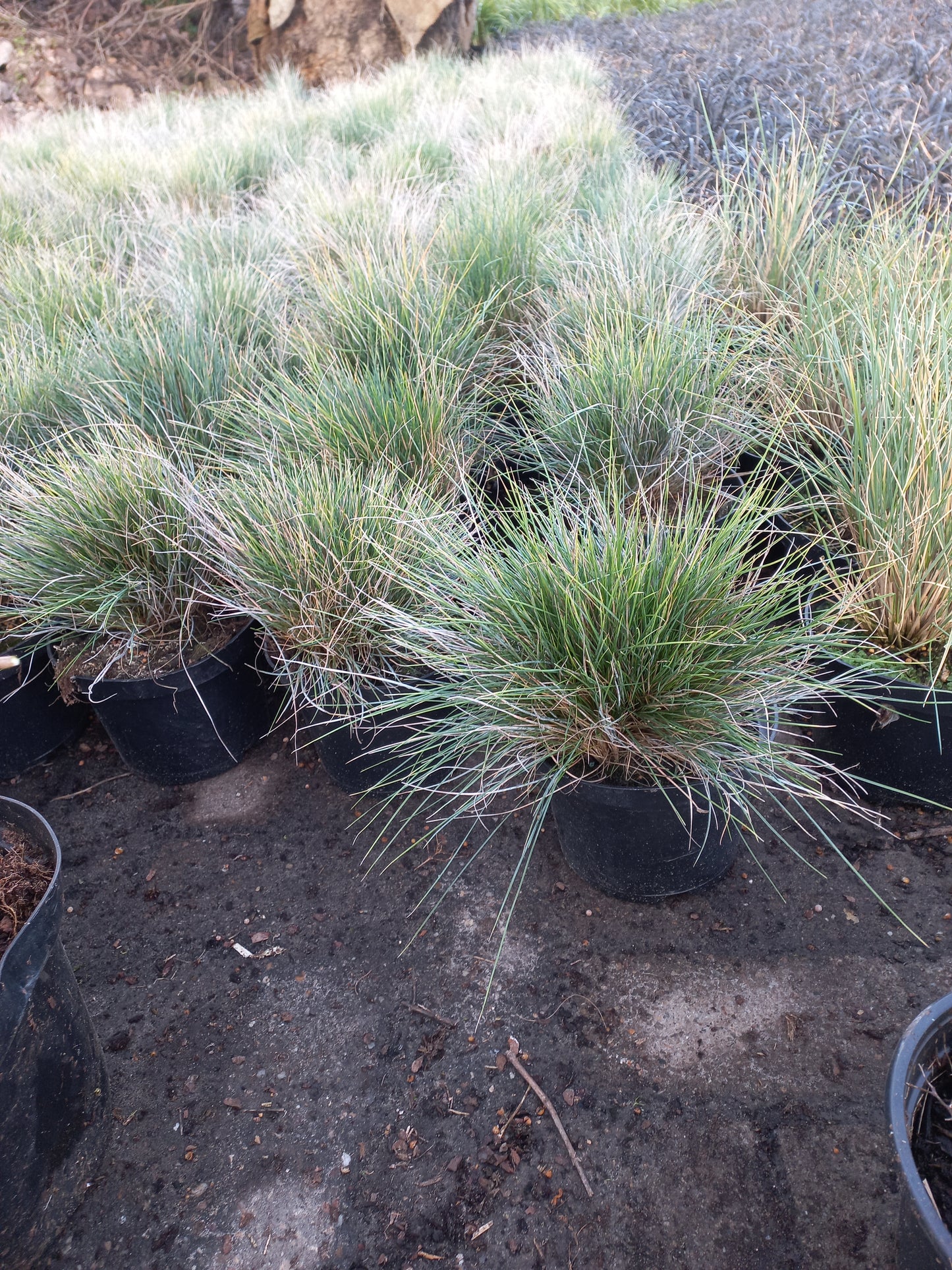 Festuca glauca Elijah Blue