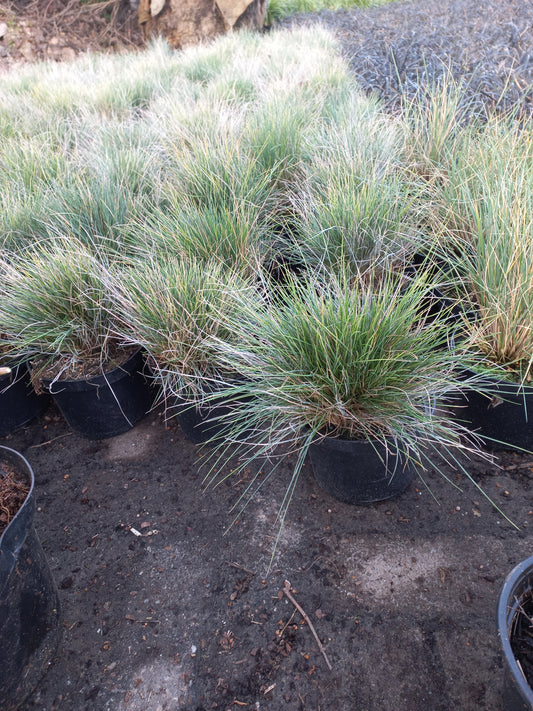 Festuca glauca Elijah Blue