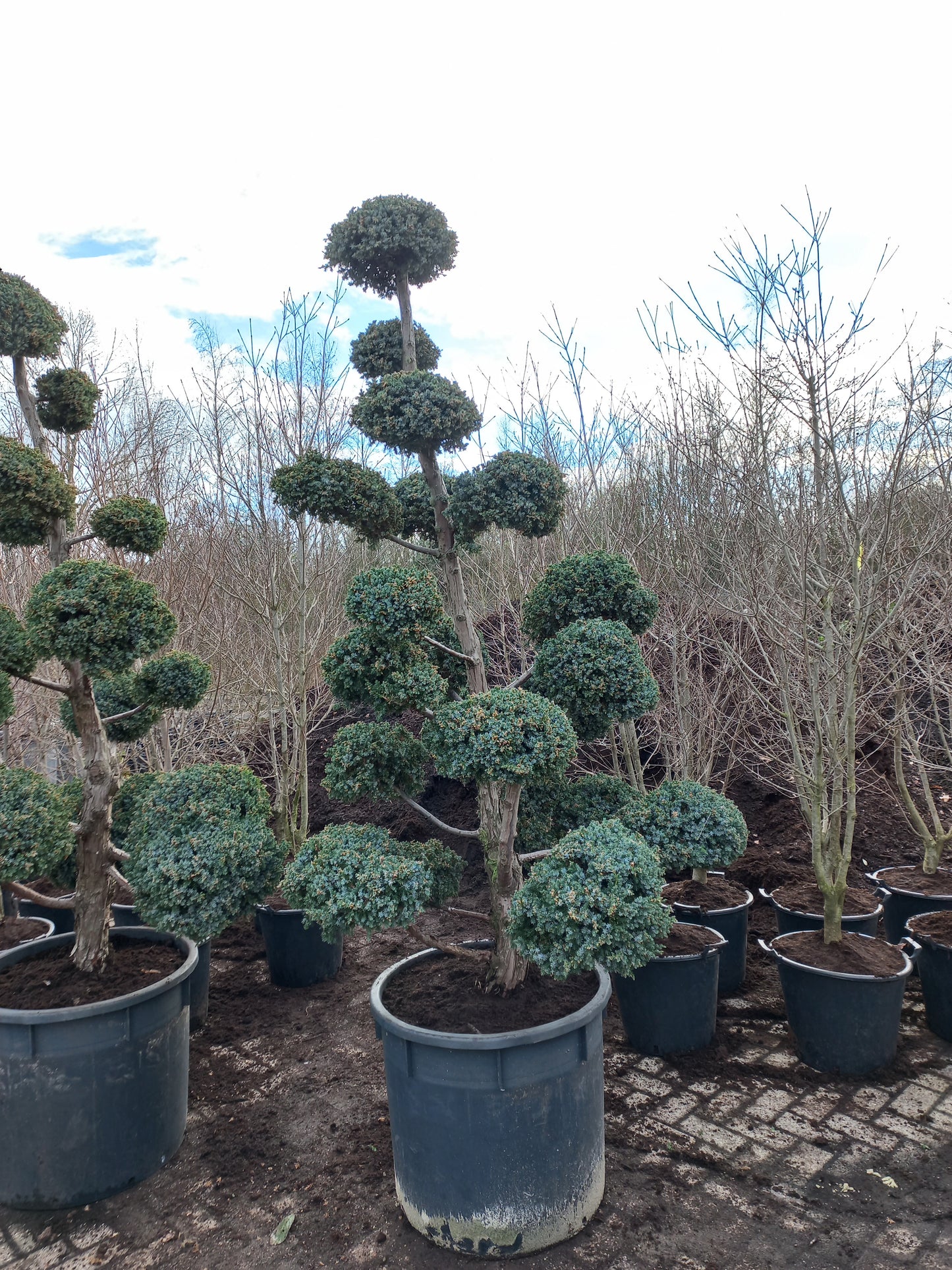 Juniperus squamata meyrii Bonsai Jeneverbes
