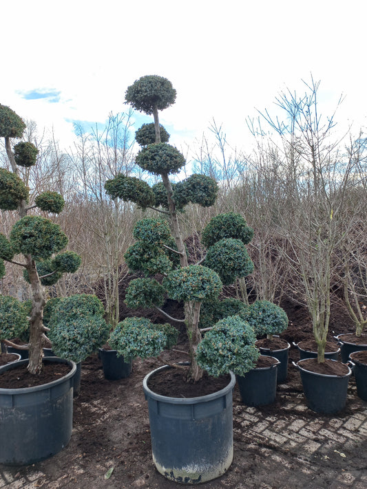 Juniperus squamata meyrii  Bonsai Jeneverbes
