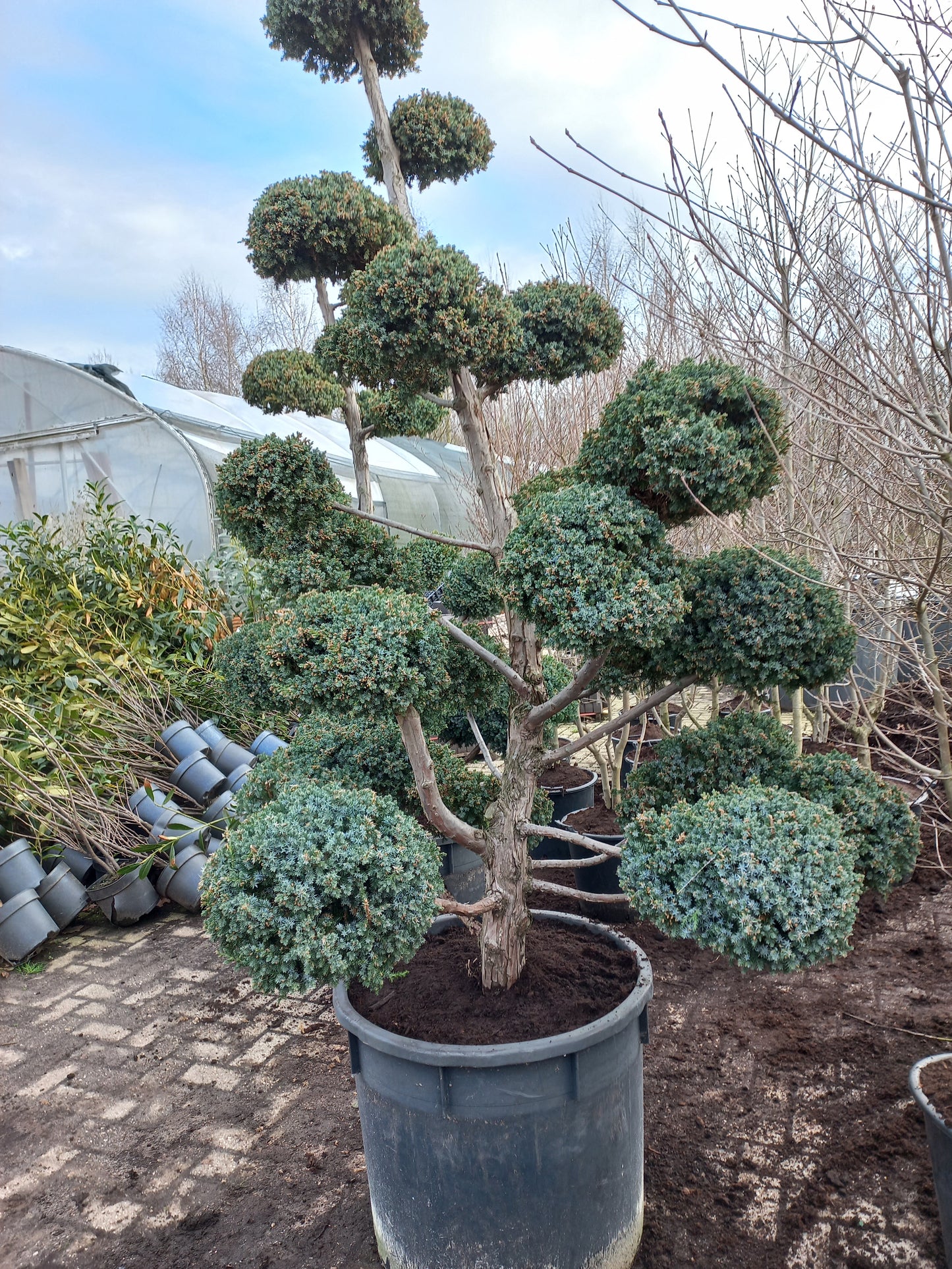 Juniperus squamata meyrii Bonsai Jeneverbes