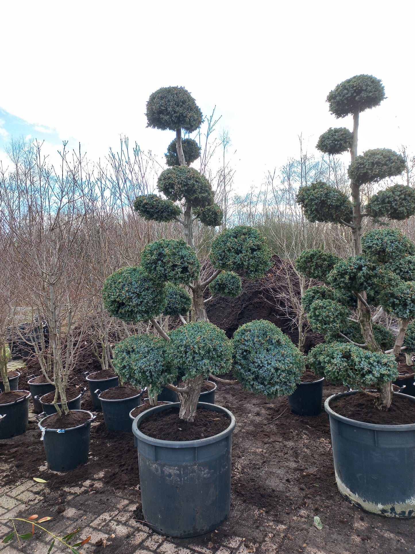 Juniperus squamata meyrii Bonsai Jeneverbes