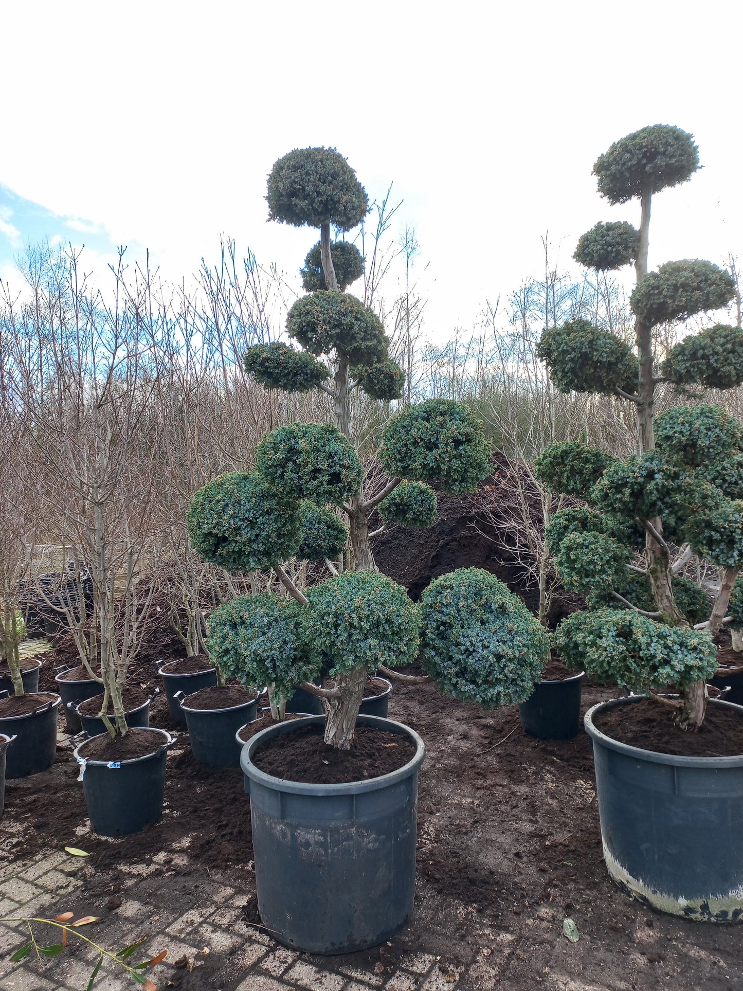 Juniperus squamata meyrii Bonsai Jeneverbes