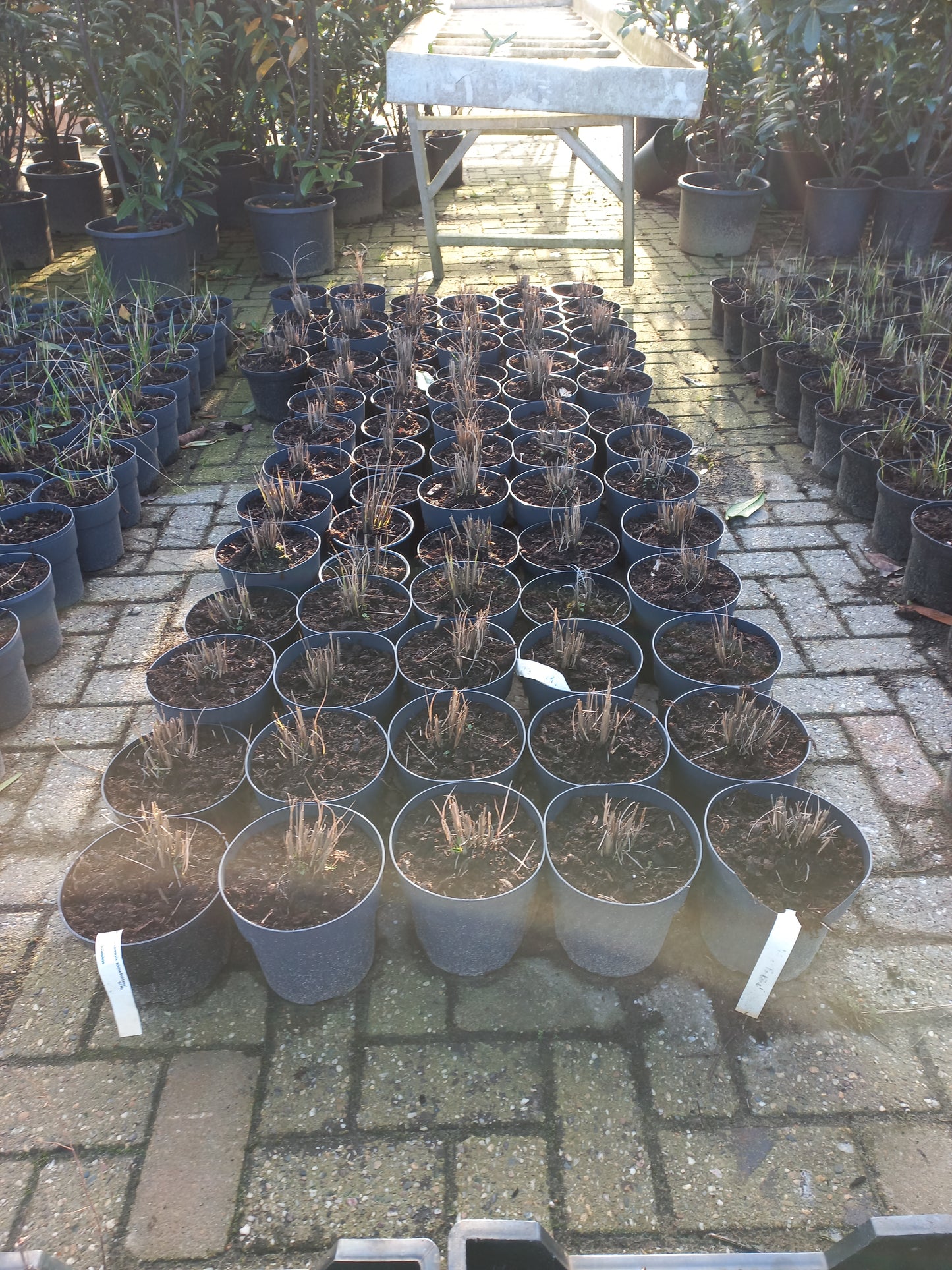 Miscanthus sinsensis Kleine Fontane