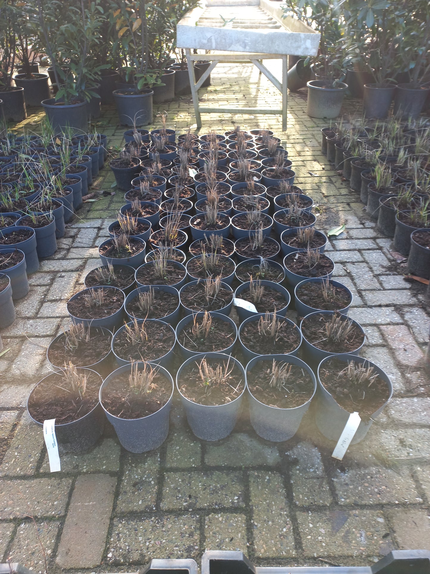Miscanthus sinsensis Kleine Fontane