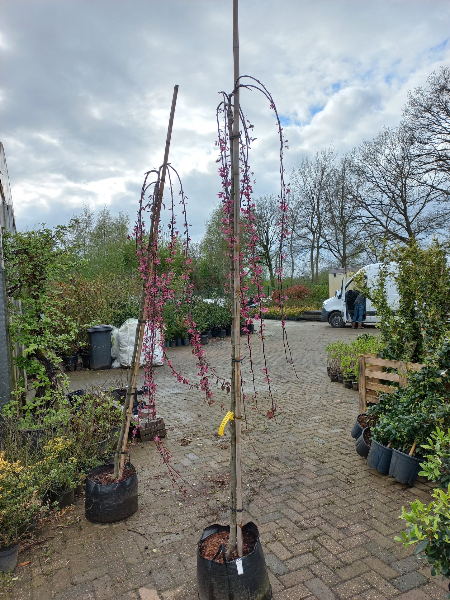 Malus Royal Beauty sierappel