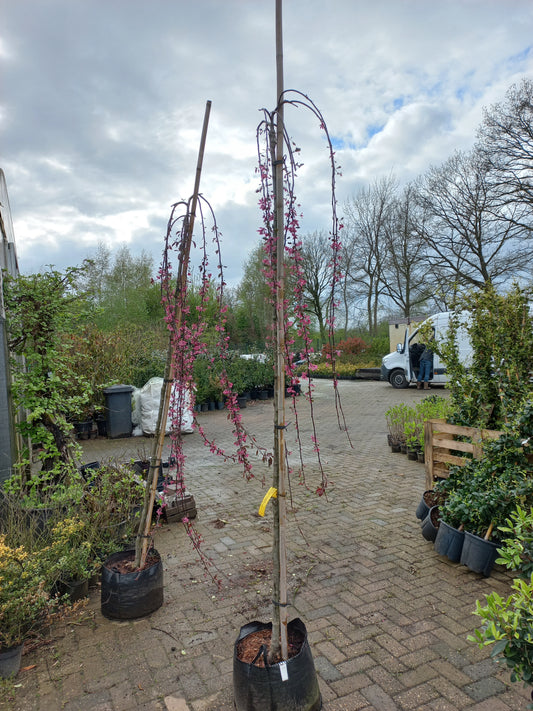 Malus Royal Beauty sierappel