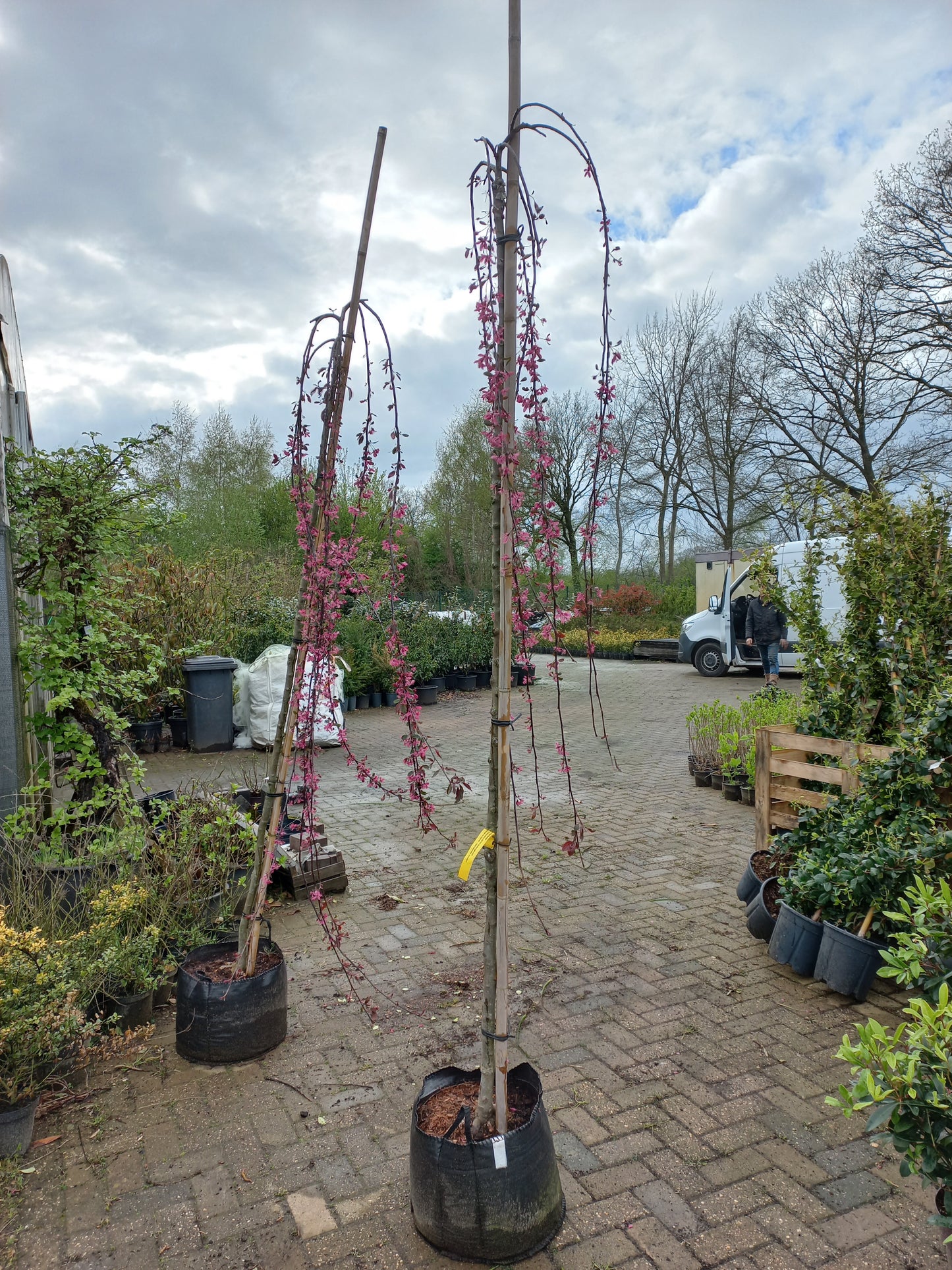 Malus Royal Beauty sierappel