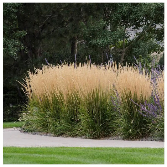 Calamagrostis acutiflora Karl Foerster