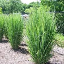Panicum virgatum North Wind