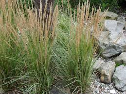 Calamagrostis acutiflora Overdam