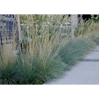 Helicontrichon Sempervirens