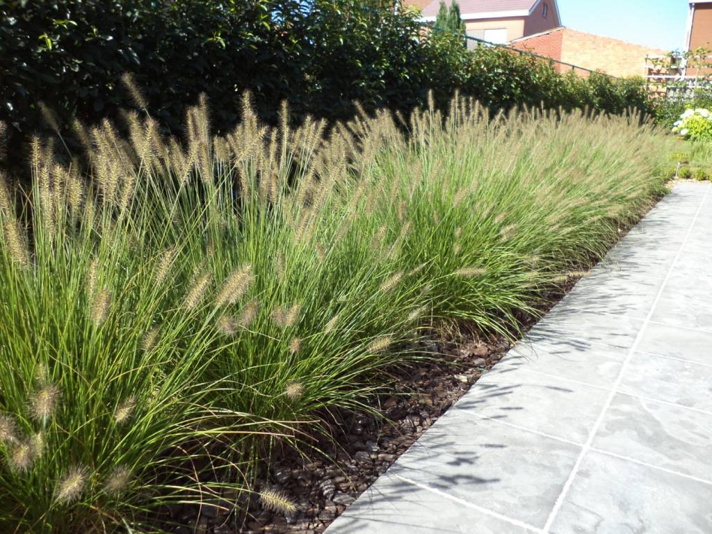 Pennisetum Hameln lampenpoetsergras