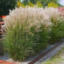 Miscanthus sinsensis Kleine Fontane