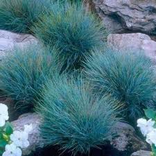 Festuca glauca Blue select