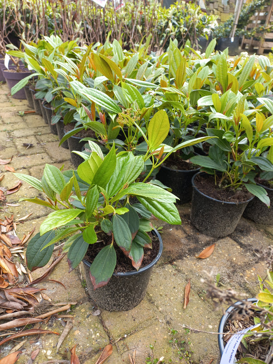 Viburnum daviddi sneeuwbal