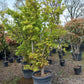 Acer Palmatum "viridis" Japanse esdoorn