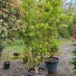 Acer Palmatum "viridis" Japanse esdoorn