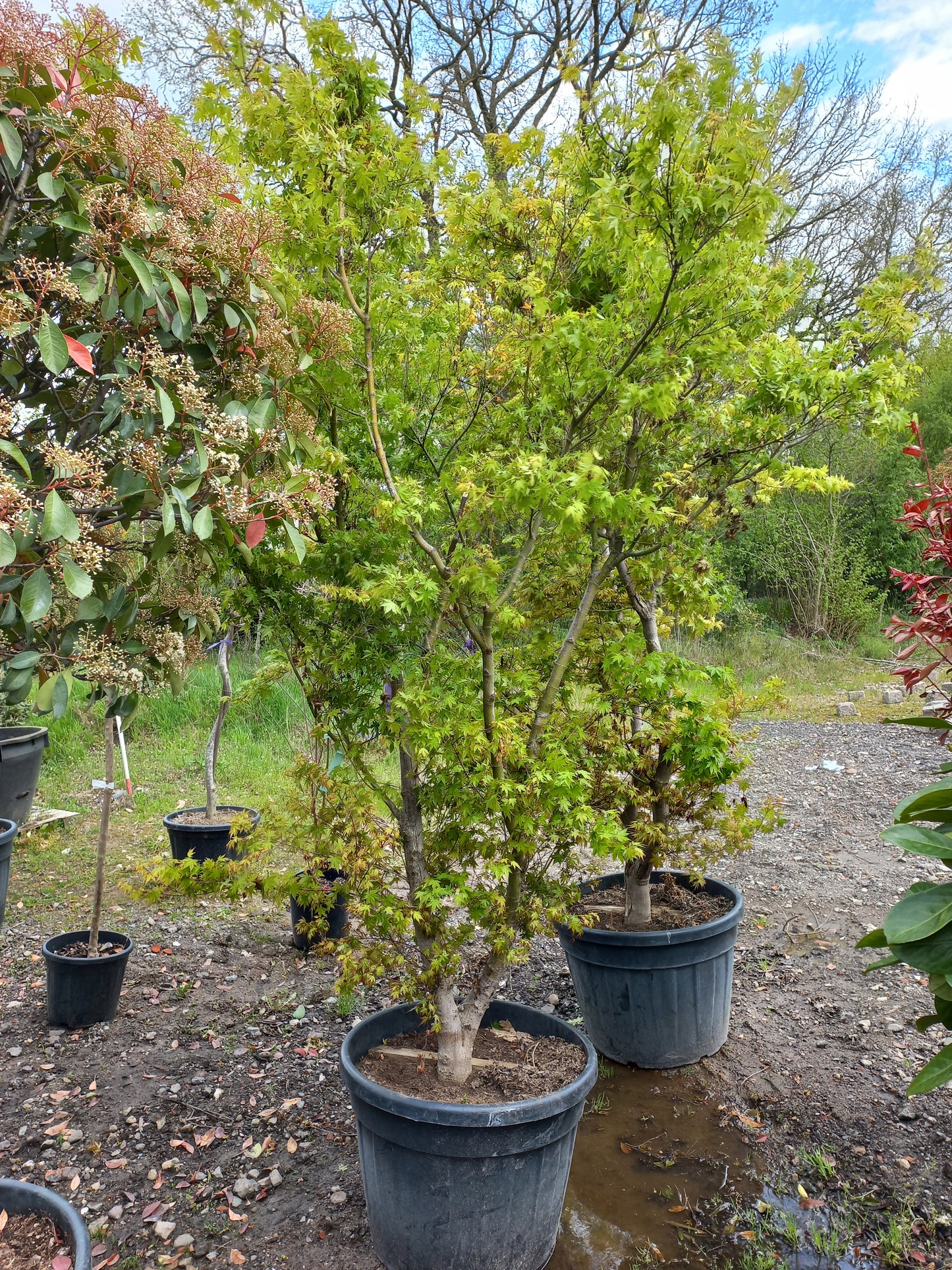 Acer Palmatum "viridis" Japanse esdoorn