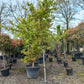 Acer Palmatum "viridis" esdoorn boom