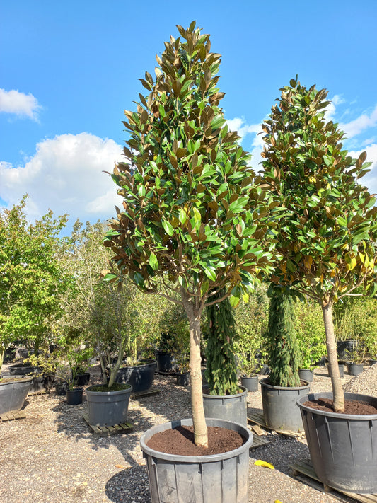 Magnolia gallissoniensis grandiflora halfstam