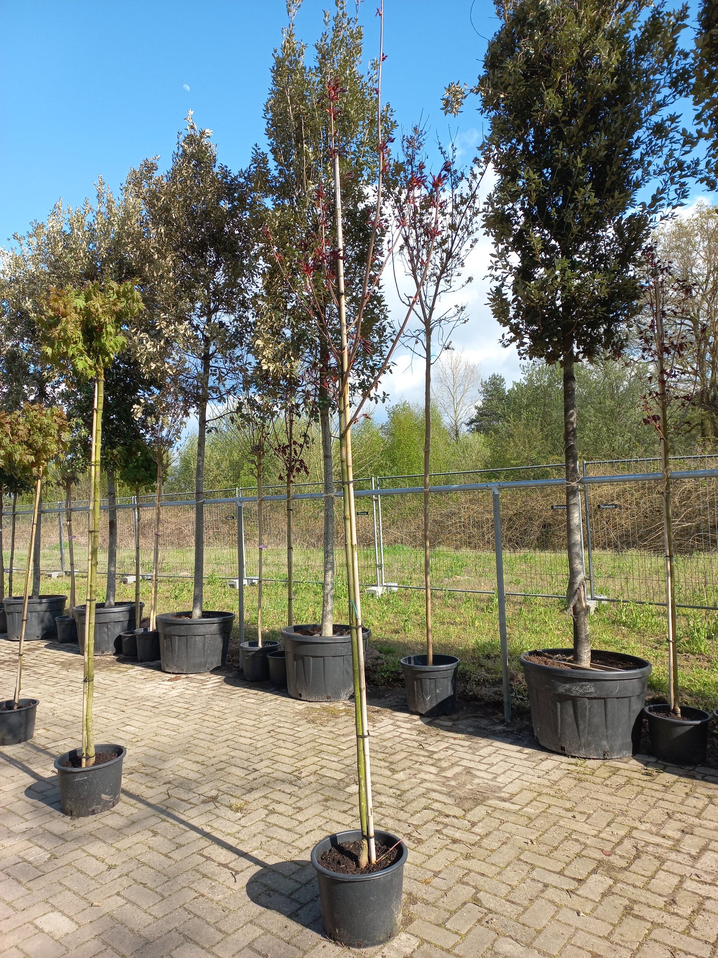 Acer platanoides Royal red
