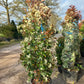 Photinia fraseri Red robin 175-200cm glansmispel