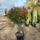 Photinia Dicker Tony meerstammig glansmispel