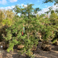 Acer palmatum red pigmy japanse esdoorn