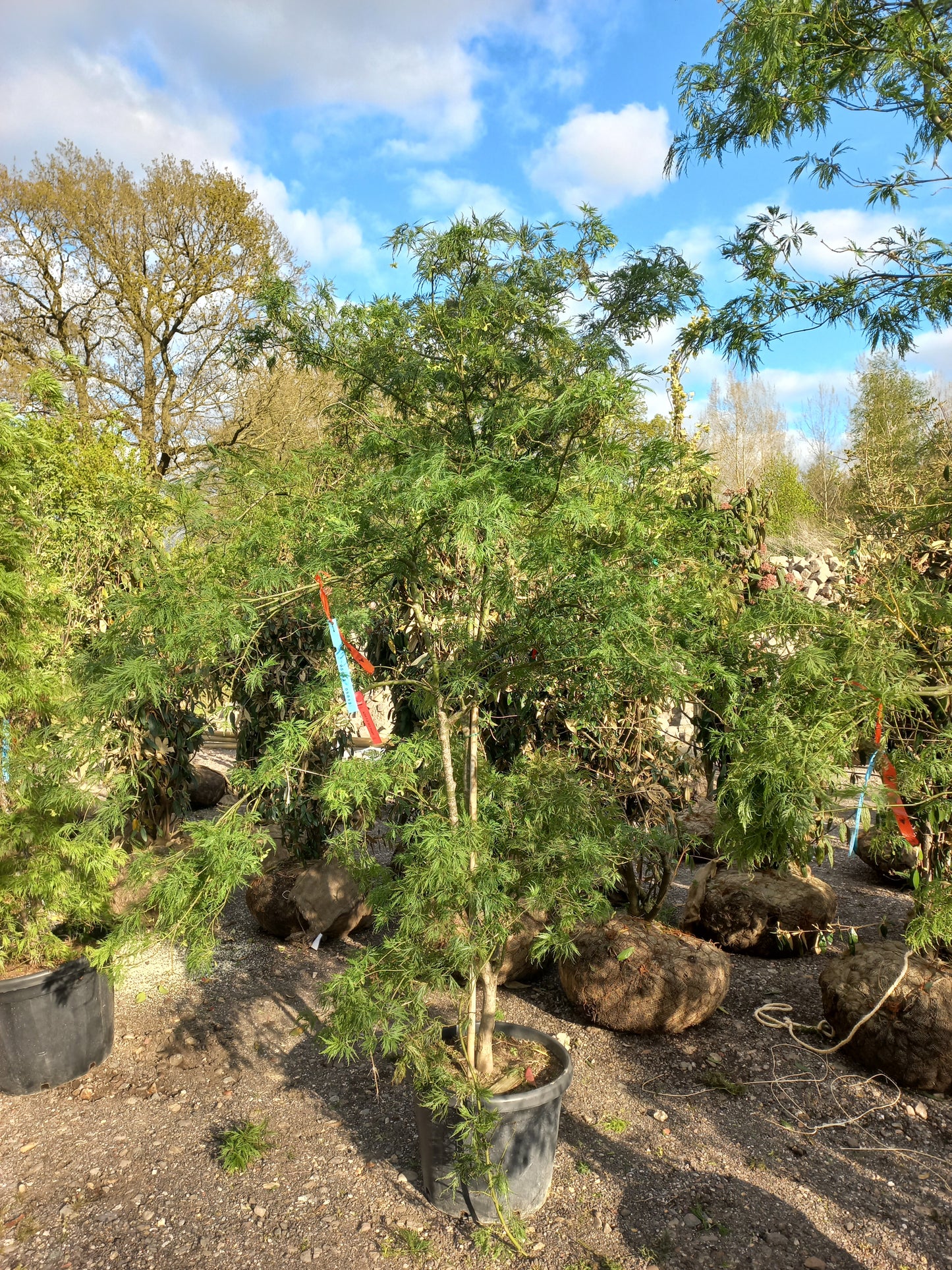 Acer palmatum red pigmy japanse esdoorn